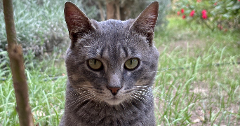 célya pet sitter à AGEN 47000_1