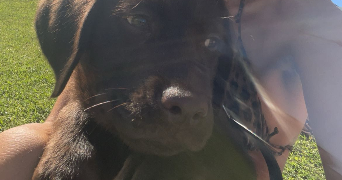 deva pet sitter à NERIGEAN 33750_1