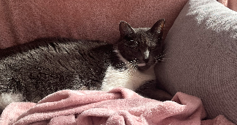 laurine pet sitter à ROUEN 76100_5