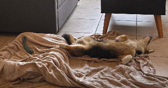 emma pet sitter à LYON 09 69009_8