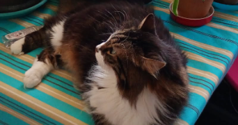 lilou-deva pet sitter à AIX EN PROVENCE 13100_2