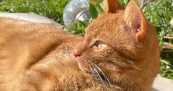 laëtitia pet sitter à ANDRESY 78570_0