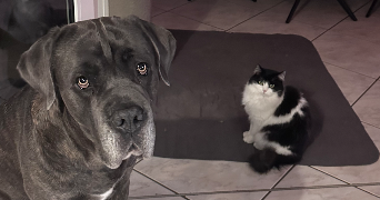 lou-ann pet sitter à Sessenheim 67770_0
