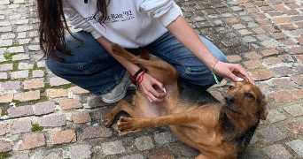alice pet sitter à LA GAUDE 06610_4