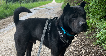 juline pet sitter à MONT ST AIGNAN 76130_4