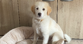 océane pet sitter à CRAON 53400_4