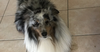 apolline pet sitter à DIJON 21000_1