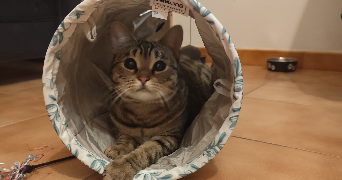 louise pet sitter à ANNECY 74960_1