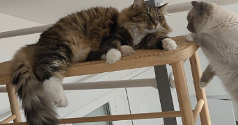 mélanie pet sitter à ST OUEN SUR SEINE 93400_3