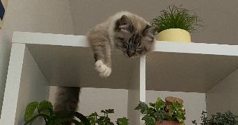 ines cat sitter à PARIS 12 75012_2