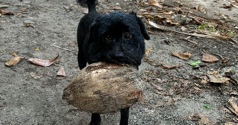 eva pet sitter à VICHY 03200_4
