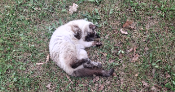 mélany pet sitter à CADILLAC 33410_3