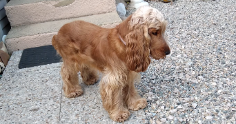 marie-anne dog sitter à ENTRAIGUES SUR LA SORGUE 84320_6