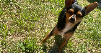 cathy pet sitter à Lillers 62190_6