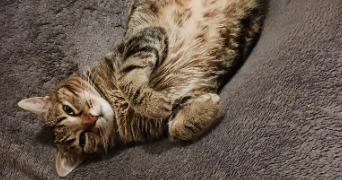 cindy pet sitter à PERPIGNAN 66000_5