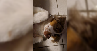 julien pet sitter à MAISONS ALFORT 94700_4