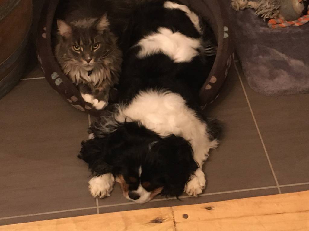 Marie pet sitter à Vaudricourt 62131