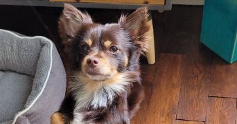 louise pet sitter à MONTREUIL 93100_4