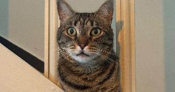 ophelie cat sitter à CHARTRES 28000_15