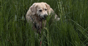 mathieu pet sitter à LA GRANDE MOTTE 34280_1
