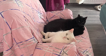 tifenn pet sitter à RENNES 35700_1