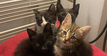 cécilia pet sitter à RUEIL MALMAISON 92500_2