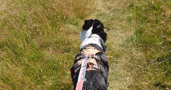 marion pet sitter à CHARBONNIERES LES BAINS 69260_7