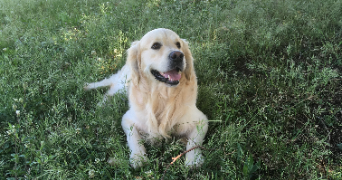 tiffany pet sitter à ALLEX 26400_7