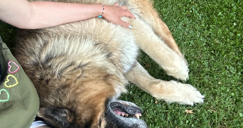 pauline pet sitter à CHAVENAY 78450_6