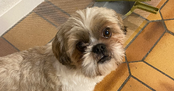 laura pet sitter à MARGENCY 95580_4