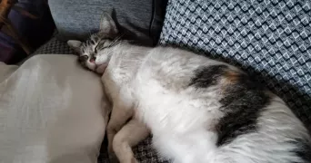 rajae pet sitter à MAISONS ALFORT 94700