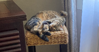 rosella pet sitter à LE PRADET 83220_8