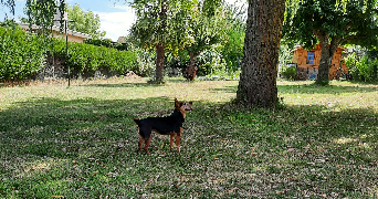 mylene pet sitter à Servon 77170_1