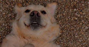 mary pet sitter à LOOS 59120_5
