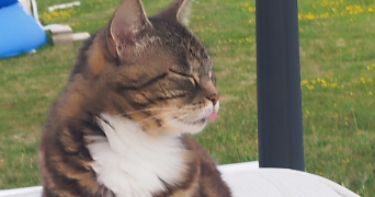 Roseline pet sitter à Beaubray 27190_8