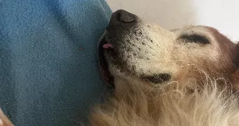 léo pet sitter à LAYRAC 47390