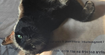 tiphaine pet sitter à ROSNY SOUS BOIS 93110_4