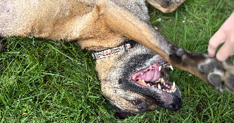 marion pet sitter à CHATILLON 92320_9