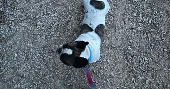 elodie pet sitter à ROCBARON 83136_3