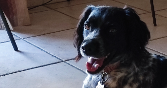 marie pet sitter à LES EPARRES 38300_1