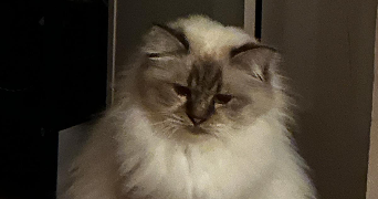 christelle pet sitter à AIX EN PROVENCE 13100_0