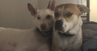 noémie pet sitter à TOULOUSE 31200_1