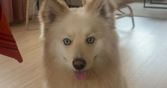 noelia pet sitter à MITRY MORY 77290_3