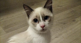 christal cat sitter à L ISLE JOURDAIN 32600_2