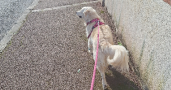 lily pet sitter à ST GERMAIN EN LAYE 78100_1