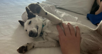 lydie  pet sitter à MONTEVRAIN 77144_9