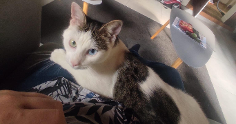 raphaël pet sitter à UFFHEIM 68510_1