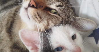 angelina pet sitter à PONT SUR SAMBRE 59138_3