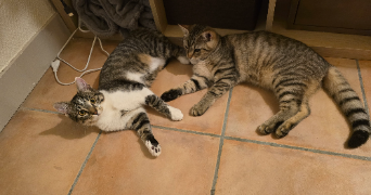 sarah pet sitter à BORDEAUX 33000_2