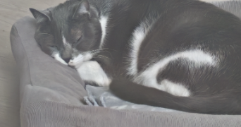 lina pet sitter à BLANQUEFORT 33290_3